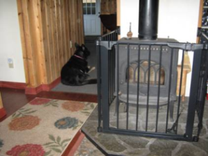 Canine Sudden Acquired Retinal Degeneration Part 2 Image